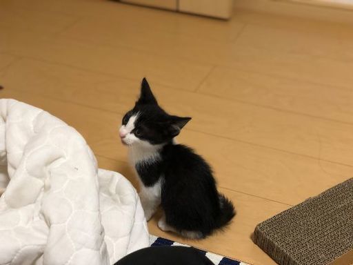 生後2ヶ月 推定 ハチワレ赤ちゃん子猫 ユキ 熊本の猫の里親募集 ジモティー 生後2ヶ月 推定 ハチワレ赤ちゃん子猫 ユキ 熊本の猫の里親募集 ジモティー