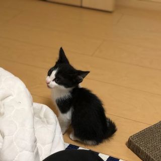 生後2ヶ月(推定) ハチワレ赤ちゃん子猫 - 熊本市