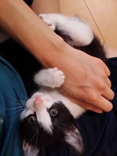 生後2ヶ月 推定 ハチワレ赤ちゃん子猫 ユキ 熊本の猫の里親募集 ジモティー 生後2ヶ月 推定 ハチワレ赤ちゃん子猫 ユキ 熊本の猫の里親募集 ジモティー