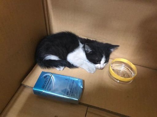 生後2ヶ月 推定 ハチワレ赤ちゃん子猫 ユキ 熊本の猫の里親募集 ジモティー 生後2ヶ月 推定 ハチワレ赤ちゃん子猫 ユキ 熊本の猫の里親募集 ジモティー