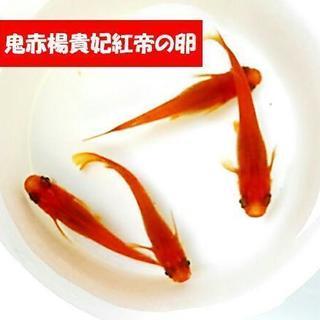 【送料無料】メダカ/鬼赤/楊貴妃紅帝/有精卵/40個+α/めだか/