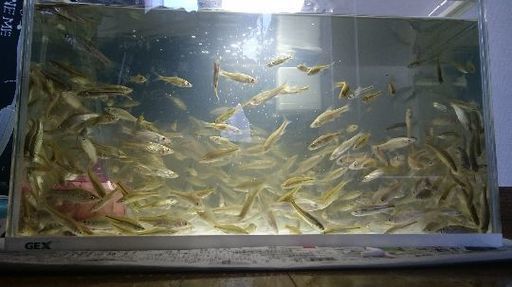 雑魚 意思 雑魚 意思