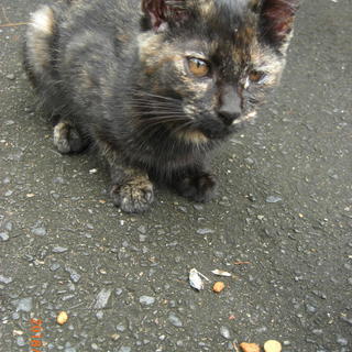 人懐こい子猫たち 里親募集っす − 茨城県