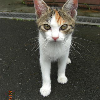 人懐こい子猫たち 里親募集っす