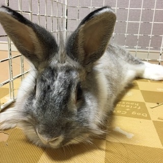 ウサギ🐰の里親募集です