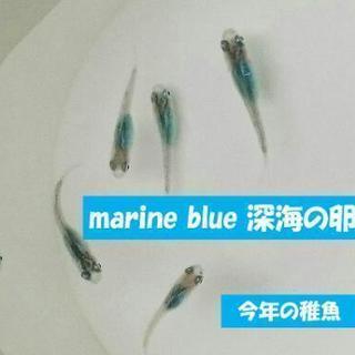 【送料無料】メダカ/マリンブルー/深海/有精卵/40個+α/めだか
