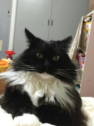 メインクーン女の子 りんご 札幌の猫の里親募集 ジモティー メインクーン女の子 りんご 札幌の猫の里親募集 ジモティー