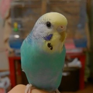 千葉県流山市でセキセイインコが迷子になりました。の画像