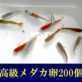 【送料無料】高級メダカの卵         【毎週1名限定】