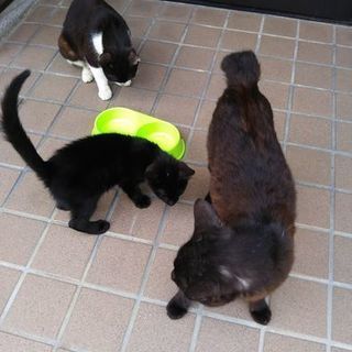 3ヶ月位の雄猫 - 吹田市