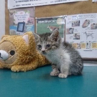 里親決定！有難うございました！行き場のない可愛い子猫達の家族になって下さい - 茂原市