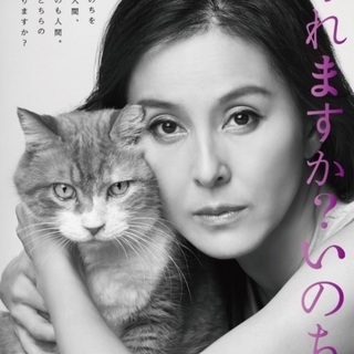 里親決定！有難うございました！行き場のない可愛い子猫達の家族になって下さい - 里親募集