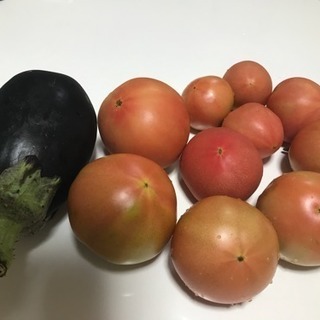 トマトとナス採れました