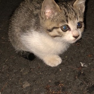 子猫  里親募集