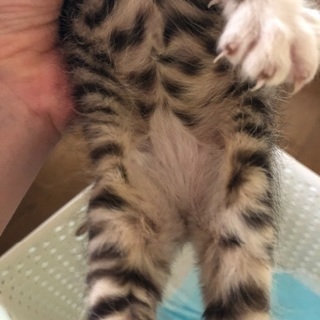 生後3.四週間のオスの子猫