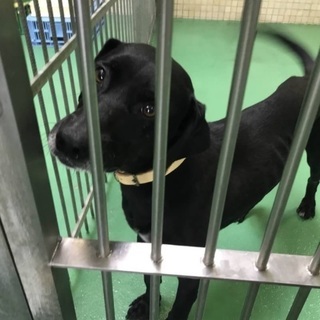 黒ラブ 犬の里親募集 無料であげます 譲ります ジモティー