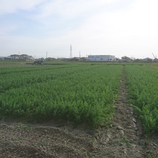 徳島県の板野町、上板町、石井町の田畑、貸してください