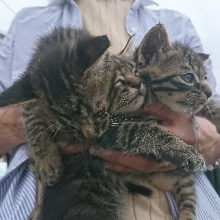 子猫を貰ってくれる方探してます（´ 3｀)