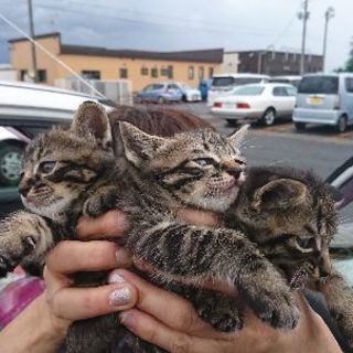 子猫を貰ってくれる方探してます（´ 3｀) - 猫