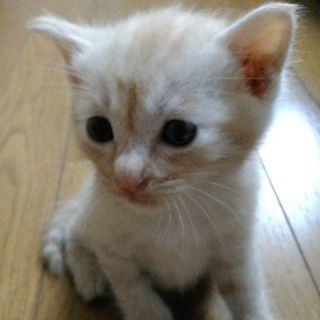 １ヶ月の茶とらとクリーム色のとらちゃん - 猫