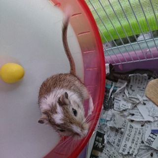 ジャービル スナネズミ オス ちーまま 瀬戸のその他の里親募集 ジモティー