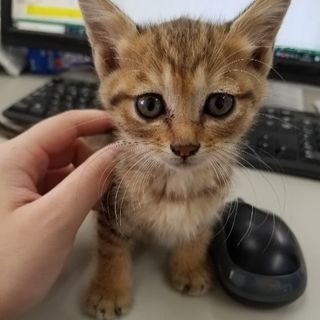 子猫の里親さん探してます - 立川市