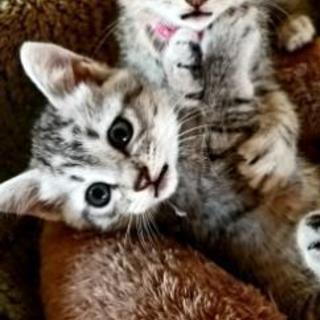 🐱かわいい姉妹猫の里親さん募集🐱