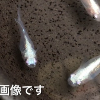 【8月産まれ】螺鈿光メダカ（ヒカリ体型）の幼魚 10匹プラスα