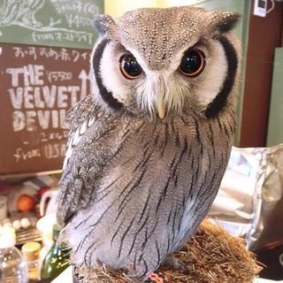 7月14日(土) 【フクロウカフェ】での気軽な出会いの友達探し、...