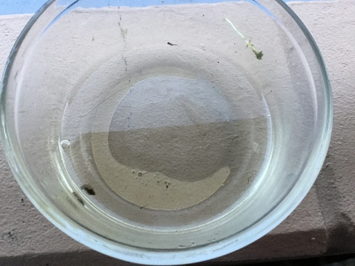 お楽しみメダカの針子 稚魚 匹 卵 大きくなればボウフラ対策に もんさんみっしぇる 新小岩のその他の中古あげます 譲ります ジモティーで不用品の処分 お楽しみメダカの針子 稚魚 匹 卵 大きくなればボウフラ対策に もんさんみっしぇる 新小岩のその他の中古あげます 譲ります ジモティーで不用品の処分