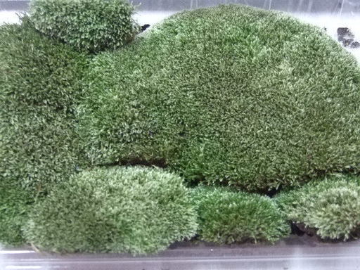 ホソバシラガゴケマンジュウゴケヤマゴケ天然苔 Holiday 三本松のその他の中古あげます 譲ります ジモティーで不用品の処分