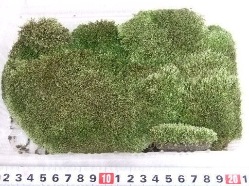ホソバシラガゴケマンジュウゴケヤマゴケ天然苔 Holiday 三本松のその他の中古あげます 譲ります ジモティーで不用品の処分