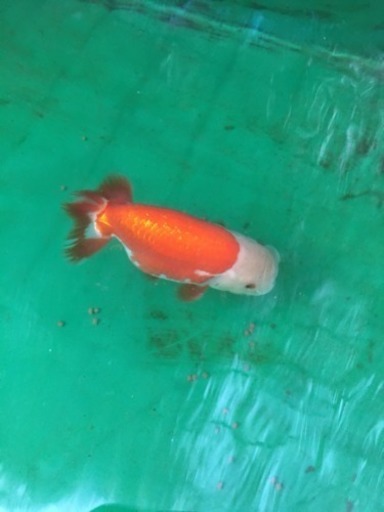 らんちゅう 6匹
