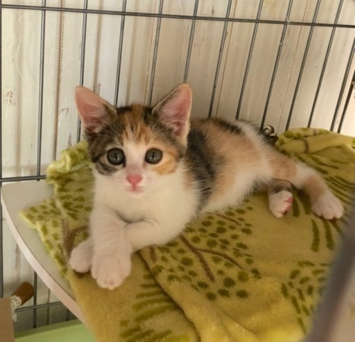 三毛猫 メス 里親様決まりました (ちー) 富山の猫の里親募集｜ジモティー