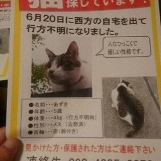 指宿市で猫を探しています。