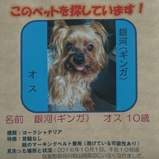 迷子犬探しています