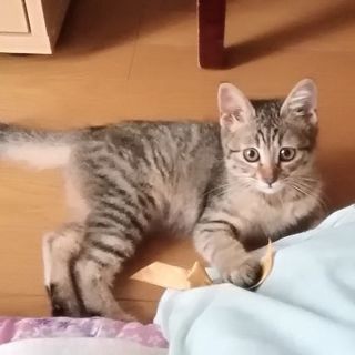 子猫　キジトラ　メス