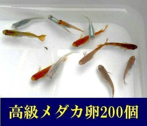 送料無料 現地譲渡可 11品種卵 高級メダカ卵セット 0個 A めだか 卵 Cottonpan 和泉のその他の中古あげます 譲ります ジモティーで不用品の処分 送料無料 現地譲渡可 11品種卵 高級メダカ卵セット 0個 A めだか 卵 Cottonpan 和泉のその他の中古あげます 譲ります ジモティーで不用品の処分