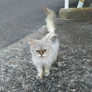 保護猫の預かりボラさん急募!!! - 大和郡山市
