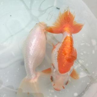 残りわずか！金魚◆【天然記念物】出雲ナンキン稚魚1匹