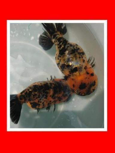 金魚 江戸錦 稚魚10匹 目高 Yyd 赤磐の家具の中古あげます 譲ります ジモティーで不用品の処分