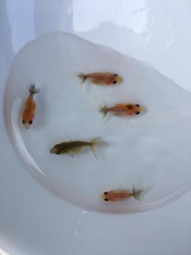金魚 江戸錦 稚魚10匹 目高 Yyd 赤磐の家具の中古あげます 譲ります ジモティーで不用品の処分