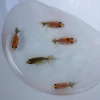 金魚 江戸錦 稚魚10匹 目高 Yyd 赤磐の家具の中古あげます 譲ります ジモティーで不用品の処分