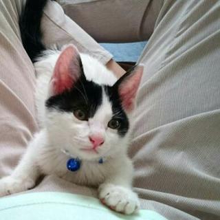 人なつこい３ヶ月齢の白黒仔猫です！ − 群馬県