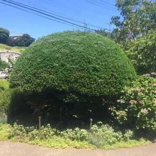 掘り起こしの作業出来る方　ツゲ　里親募集です。