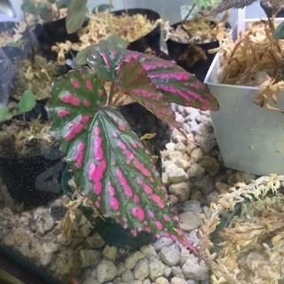 熱帯植物 ピンクドット