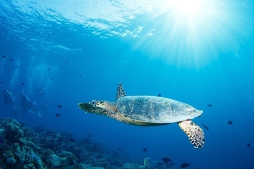 夏といえば海 海と言えば ダイビング ゆーすけ 世田谷のスポーツのイベント参加者募集 無料掲載の掲示板 ジモティー