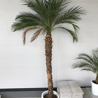 フェニックス  ロベレニー＊観葉植物ヤシの木椰子