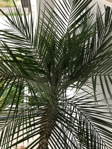 フェニックス ロベレニー 観葉植物ヤシの木椰子 ひなた 樽井のその他の中古あげます 譲ります ジモティーで不用品の処分 フェニックス ロベレニー 観葉植物ヤシの木椰子 ひなた 樽井のその他の中古あげます 譲ります ジモティーで不用品の処分