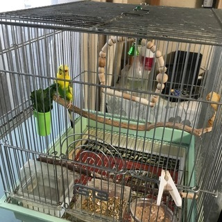 セキセイインコ 4羽 ケージ2個　4~6年飼っています